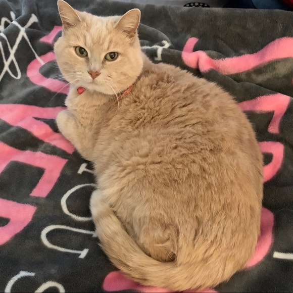 Meet your Posher, Lily - Picture 2 of 12